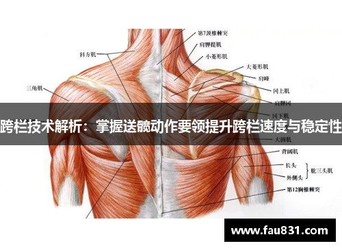 跨栏技术解析：掌握送髋动作要领提升跨栏速度与稳定性